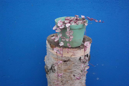 ceropegia woodii v.variegata